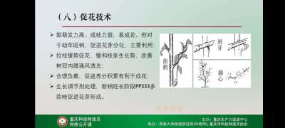 学习梨技术，提升自己。