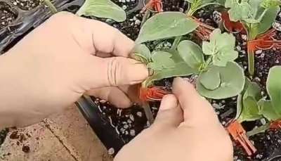 西瓜挂接和贴接的管理