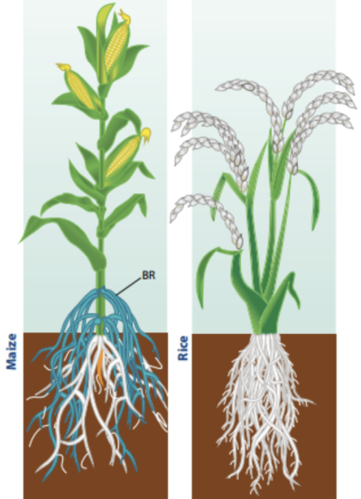 从叶子到根系：细致分析植物的生长需求