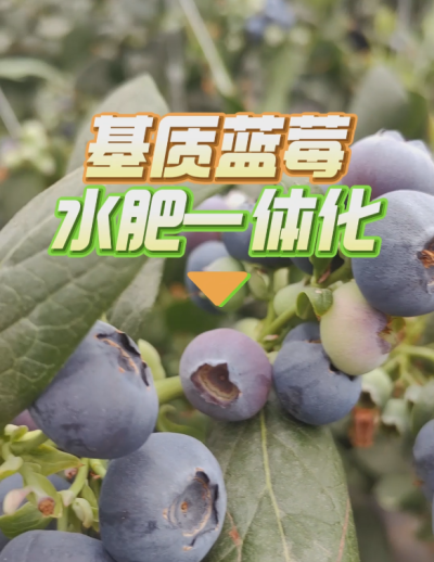 基质蓝莓水肥一体化系统，华维灌溉成套好用。