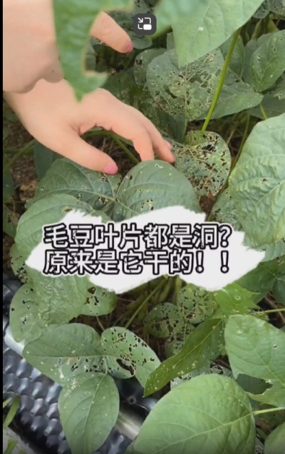 毛豆叶片都是洞，原来不是青虫吃的？