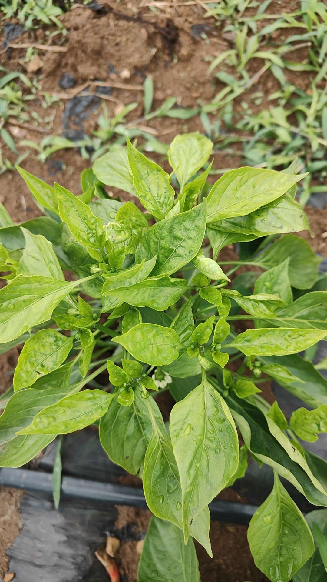 这样子的辣椒疾病