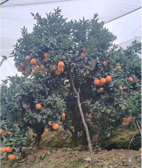 江西赣州寻乌的脐橙🍊、蜜橘🍊，咱家的赣南脐橙和寻乌蜜橘都是爸妈在自家果园防虫网棚