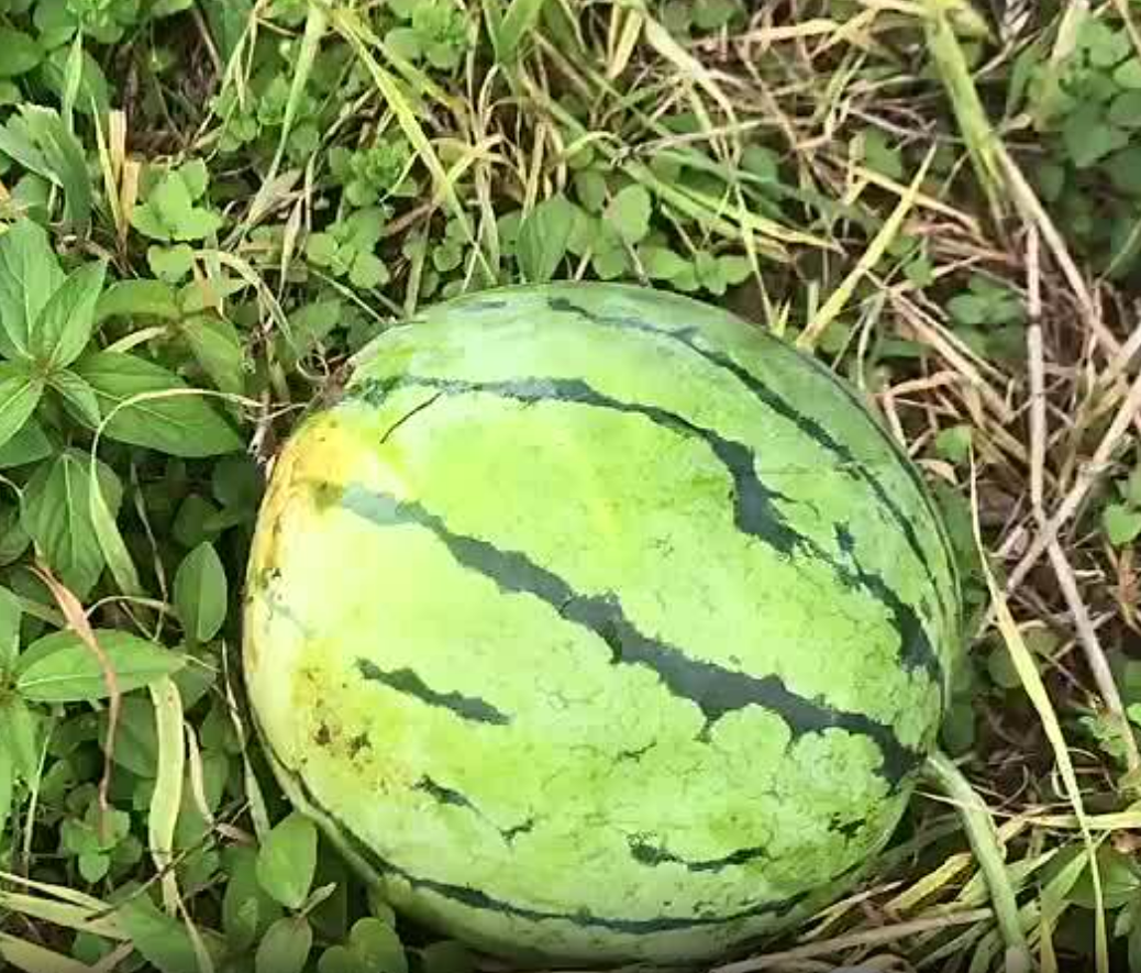 湖北精品大棚种植的无籽美都已成熟，果实不仅耐运输，而且糖分高，可代发全国。
