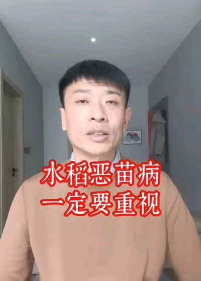水稻恶苗病发生原因及预防！