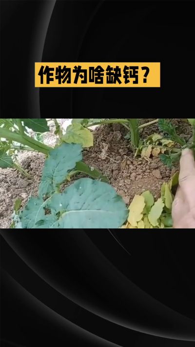 地里明明不缺钙，为啥农作物还会缺钙？