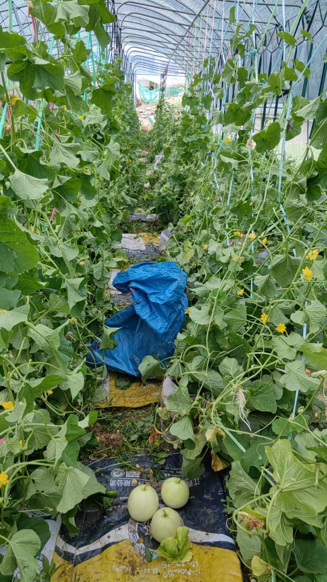 http://st-static1.cnzichai.com/forums/2025/07/30/17538444178654.jpg