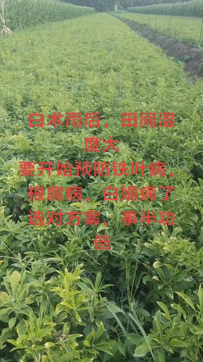 雨期过后白术病害要防治了
预防铁叶病，白娟病
现在也进入了膨大期
可以打膨大的