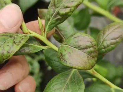 http://st-static1.cnzichai.com/forums/2025/08/18/17555288232726.png