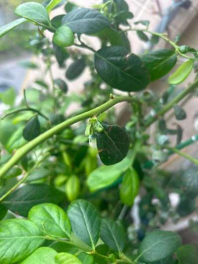 蓝莓白粉虱：从识别到防治的全指南
