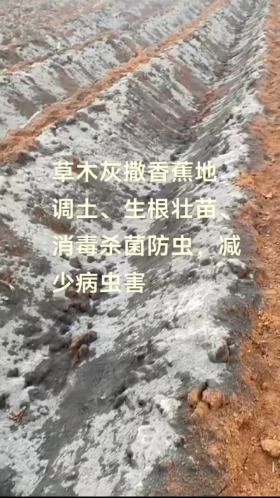 [太阳]纯植物草木灰源头厂家，草木灰广泛适用于各类农作物，是性价比很高的有机肥
