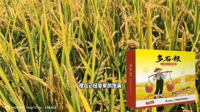 多石粮-谷物小分子有机酸，田间表现。
剑叶挺拔，灌浆饱，千粒重，上粮快。