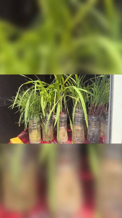微生物菌剂，出厂前每克添加5亿微生物。最新实验生根育苗，保证不烧苗，促进毛细根增长，抑制病虫害，疏松土壤，保水保肥。近期需要用肥的老板提前联系，19331068337微信同步。