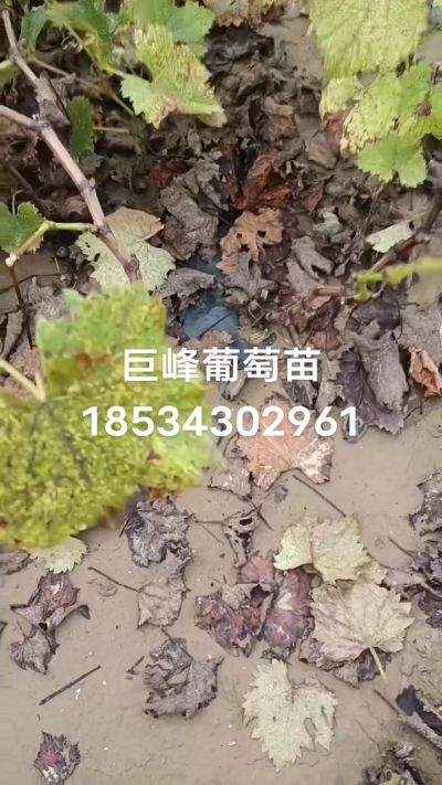 巨峰葡萄苗，一年扦插苗，苗圃基地直销！需要联系18534302961