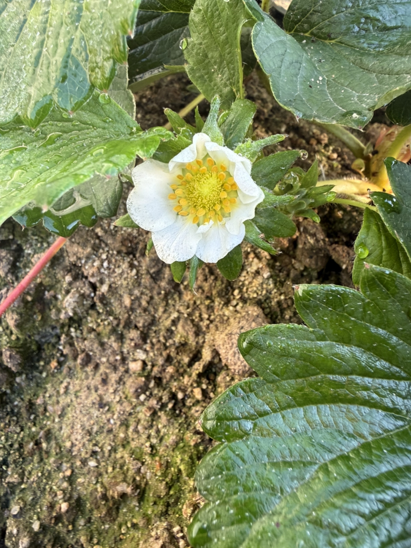 今年的碗苗上花快
