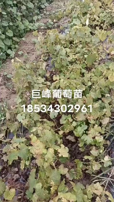 出售早熟巨峰葡萄苗。药用连翘苗，科研五号优质种苗，2/5年苗，药用连翘树，挂果树，全国包邮到家！财富密码18534302961