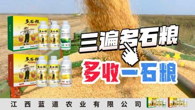 冬季种植，油菜，小麦，草莓等作物的，出现了除草剂药害，黄叶，僵苗，苗不长等问题，马上用多石粮，确保5天见到效果。