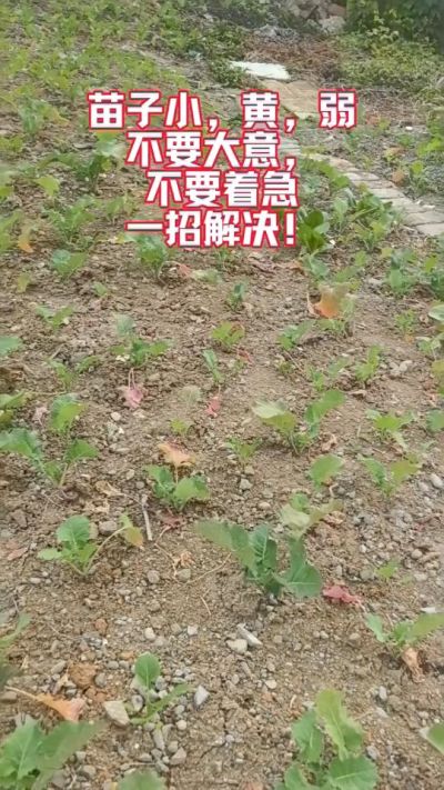 油菜苗子弱苗子小，就用多石粮，5天见效果。