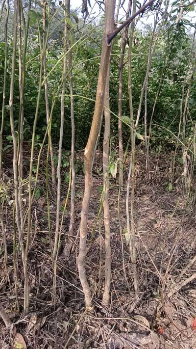 出售臭椿苗，巨峰葡萄苗。药用连翘苗，科研五号优质种苗，2/5年苗，药用连翘树，挂果树，全国包邮到家！财富密码18534302961