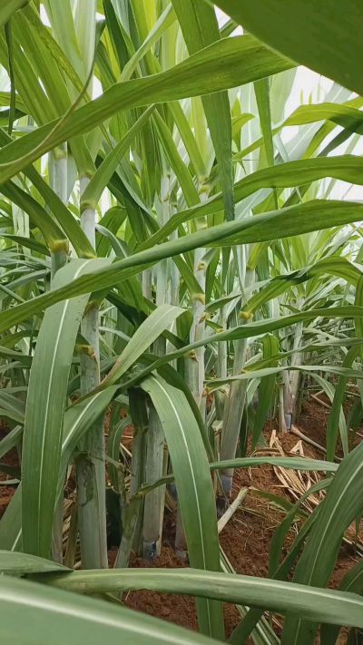 广西黑皮果蔗，从苗期到生长期全过程，高度，叶子长式
