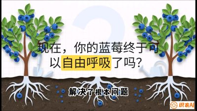 第3节：别把树&ldquo;憋死&rdquo;&mdash;&mdash;正确的定植与换盆手法,   课程：《蓝莓&ldquo;高产&rdquo;实战课：从选苗到丰收的10个关键点》