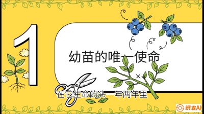 第6节：修剪决定产量（上）&mdash;&mdash;幼苗期与生长期修剪， 课程：《蓝莓&ldquo;高产&rdquo;实战课：从选苗到丰收的10个关键点》