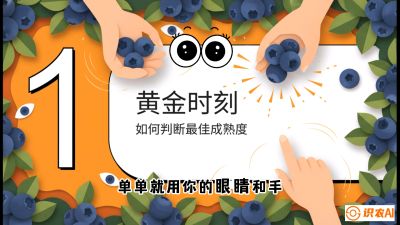 第10节：完美的&ldquo;果粉&rdquo;&mdash;&mdash;采摘时机与保鲜， 课程：《蓝莓&ldquo;高产&rdquo;实战课：从选苗到丰收的10个关键点》