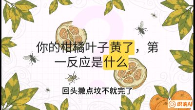 第一节：保命生死线&mdash;&mdash;黄龙病与木虱，课程：《柑橘十大病虫害：从入门到精通》