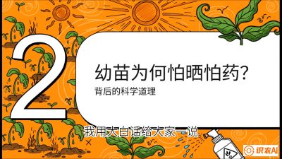 第02节：幼树管理&mdash;&mdash;&ldquo;防晒又防草，树势起得早&rdquo;，课程：《槟榔种植：从不懂到精通的10堂必修课》