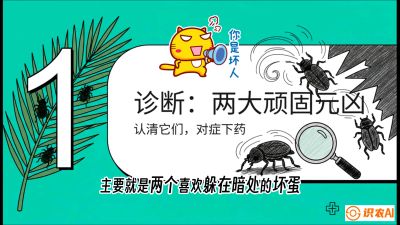 第06节：顽固虫害防治&mdash;&mdash;&ldquo;钻心虫与红蜘蛛，打准时间才服输&rdquo;《槟榔种植：从不懂到精通的10堂必修课》