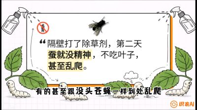 第05节：养蚕人的&ldquo;排雷战&rdquo;&mdash;&mdash;除草剂的生死禁忌，课程：《桑海淘金：桑树高产与蚕桑安全进阶实战课》