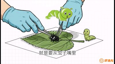第07节：虫口夺叶（下）&mdash;&mdash;不得不打药时的&ldquo;解毒术&rdquo;，课程：《桑海淘金：桑树高产与蚕桑安全进阶实战课》