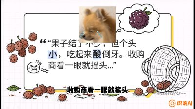 第10节：甜蜜的科学&mdash;&mdash;膨大、增甜与转色，课程：《桑海淘金：桑树高产与蚕桑安全进阶实战课》