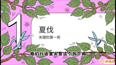 第11节：叶果双收&mdash;&mdash;特殊的夏伐与冬伐，课程：《桑海淘金：桑树高产与蚕桑安全进阶实战课》