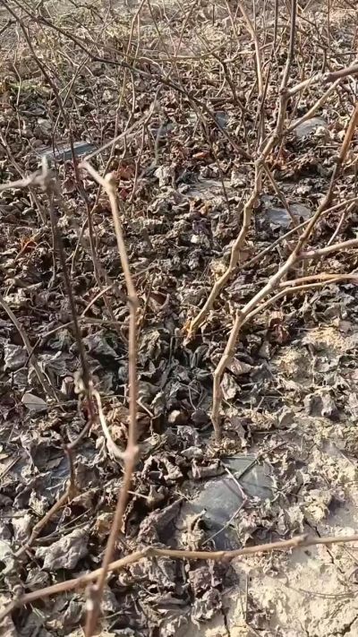 户太八号葡萄苗，一年扦插苗，需要联系，全国包邮到家。18534302961