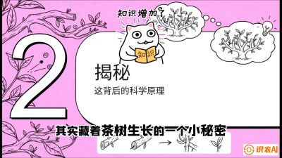 第04节（修剪篇）：树势复活术：从&ldquo;越剪越弱&rdquo;到&ldquo;枝繁叶茂&rdquo;的能量管理与夏秋茶逆袭，课程：《茶金时代：从&ldquo;看天吃饭&rdquo;到&ldquo;精准控局&rdquo;的茶叶高产提质实战课》