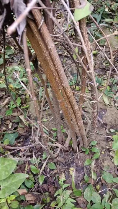 出售药用连翘苗，科研五号优质种苗，2/5年苗，药用连翘树，挂果树，全国包邮到家！财富密码18534302961出售药用连翘苗，科研五号优质种苗，2/5年苗，药用连翘树，挂果树，全国包邮到家！财富密码1