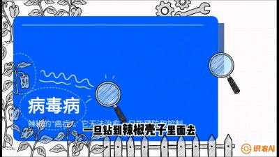第5节：【病毒病阻击】辣椒的&ldquo;癌症&rdquo;怎么治？从&ldquo;绝收恐慌&rdquo;到&ldquo;带毒生产&rdquo;的逆转术，课程：《辣椒种植实战特训营，从工业辣椒到精品小米辣，教你如何把&ldquo;草&rdquo;种成&ldquo;金&rdquo;》