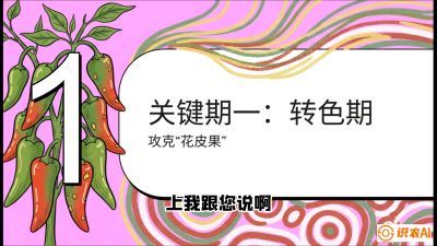 第8节：【小米辣线椒专场】颜值即正义！防花皮、防炭疽，打造收购商抢着要的&ldquo;精品果&rdquo;，课程：《辣椒种植实战特训营，从工业辣椒到精品小米辣，教你如何把&ldquo;草&rdquo;种成&ldquo;金&rdquo;》