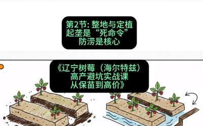 第二节： 整地与定植&mdash;&mdash;起垄是&ldquo;死命令&rdquo;，防涝是核心，课程：《辽宁树莓（海尔特兹）高产避坑实战课：从保苗到高价》