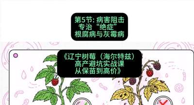 第五节： 病害阻击&mdash;&mdash;专治&ldquo;绝症&rdquo;根腐病与灰霉病，课程：《辽宁树莓（海尔特兹）高产避坑实战课：从保苗到高价》