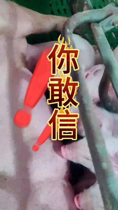 小猪抢不到奶，干瘦不长肉？成活率总上不去？😭
自从用上南商农科这款仔猪补奶机，再也没这烦恼！
✅ 一键设置下料参数，新手也能上手
✅ 恒温补奶，小猪抢着喝，长势超均匀
从车间精工组装到猪场落地使用，每