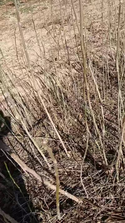 出售臭椿苗，巨峰葡萄苗。药用连翘苗，科研五号优质种苗，2/5年苗，药用连翘树，挂果树，全国包邮到家！财富密码18534302961