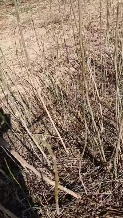 出售臭椿苗，巨峰葡萄苗。药用连翘苗，科研五号优质种苗，2/5年苗，药用连翘树，挂果树，全国包邮到家！财富密码18534302961