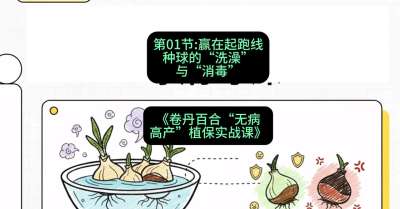 第01节：赢在起跑线&mdash;&mdash;种球的&ldquo;洗澡&rdquo;与&ldquo;消毒&rdquo;，课程：《卷丹百合&ldquo;无病高产&rdquo;植保实战课》#识农AI