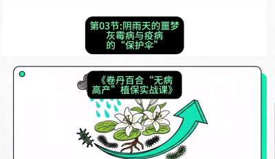 第03节：阴雨天的噩梦&mdash;&mdash;灰霉病与疫病的&ldquo;保护伞&rdquo;，课程：《卷丹百合&ldquo;无病高产&rdquo;植保实战课》#识农AI