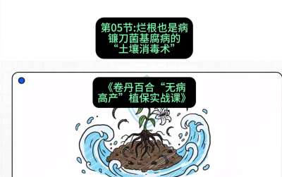 第05节：烂根也是病&mdash;&mdash;镰刀菌基腐病的&ldquo;土壤消毒术&rdquo; ，课程：《卷丹百合&ldquo;无病高产&rdquo;植保实战课》#识农AI