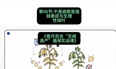 第06节：不是病那是饿&mdash;&mdash;缺素症与生理性烧叶 ，课程：《卷丹百合&ldquo;无病高产&rdquo;植保实战课》#识农AI