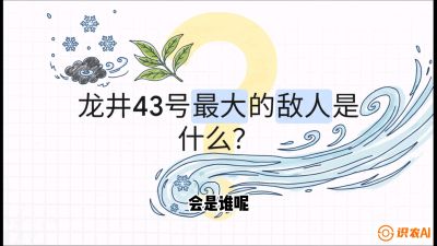 第04节：龙井双璧&mdash;&mdash;龙井43与群体种的差异化护养（重点），课程：《茗茶卫士&mdash;&mdash;茶叶病虫害绿色防控实战课》#识农AI