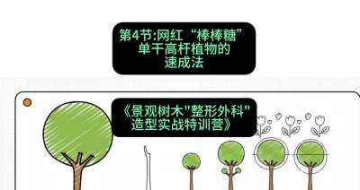 第04节：网红&ldquo;棒棒糖&rdquo;&mdash;&mdash;单干高杆植物的速成法，课程：《景观树木&ldquo;整形外科&rdquo;造型实战特训营》#识农AI